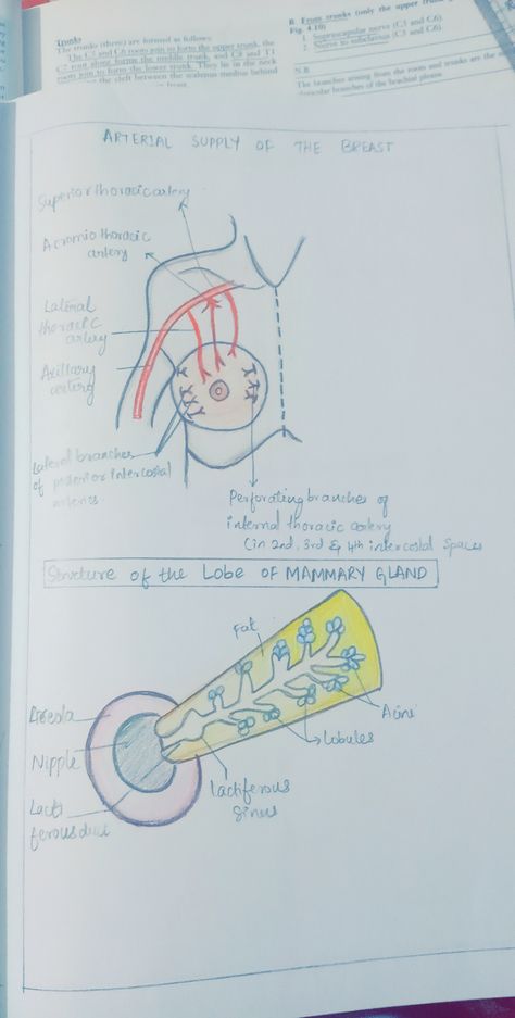 Mammary Gland Anatomy, Limb Anatomy, Upper Limb Anatomy, Nerve Anatomy, Study Biology, Mammary Gland, Study Flashcards, Medical School Essentials, Medical Anatomy