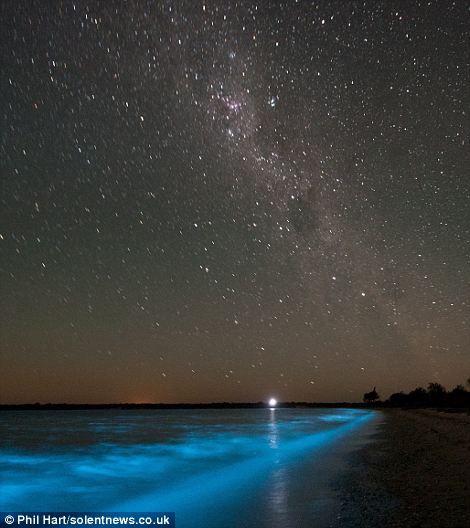 This is a lake in Australia. There are microorganisms in the water that get agitated by movement, causing the water to glow. There are also 3 bays in Puerto Rico like this. Sounds like La Parguera bay in Puerto Rico is a good choice, because you can actually swim there. (The other two bays in Puerto Rico don't allow swimming.) Dark Beach, Goodnight Moon, Dark Art Photography, Travel Spots, Stars At Night, Future Travel, Natural Phenomena, Alam Yang Indah, Swimmers