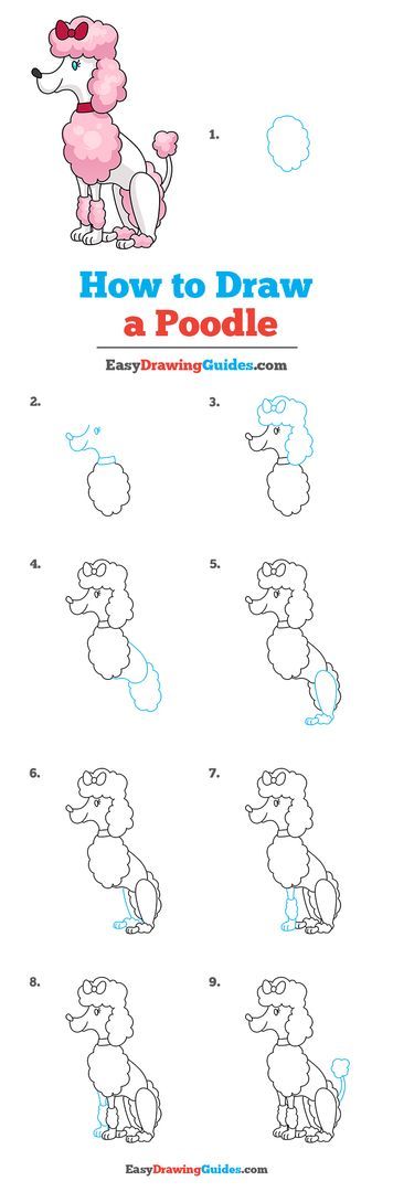 Learn to draw a poodle. This step-by-step tutorial makes it easy. Kids and beginners alike can now draw a great poodle. Poodle Drawings, Cartoon Dog Drawing, Poodle Drawing, Dog Drawing Tutorial, Small Poodle, Clay Painting, Cartoon Drawings Of Animals, Easy Drawing Tutorial, Drawing Simple