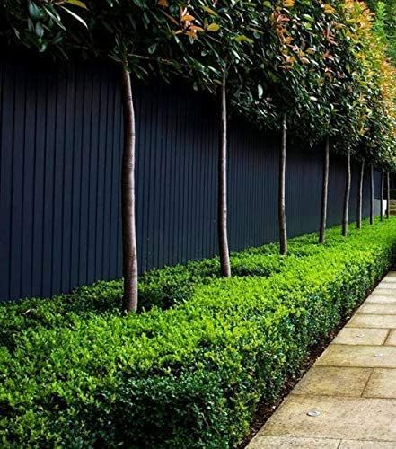 The Best Paint For Wood Fence - How To Pick Outdoor Paint Black Garden Fence, Black Fence, Boxwood Hedge, Modern Landscape Design, Easy Landscaping, Garden Shrubs, Black Garden, Evergreen Plants, Landscape Plans