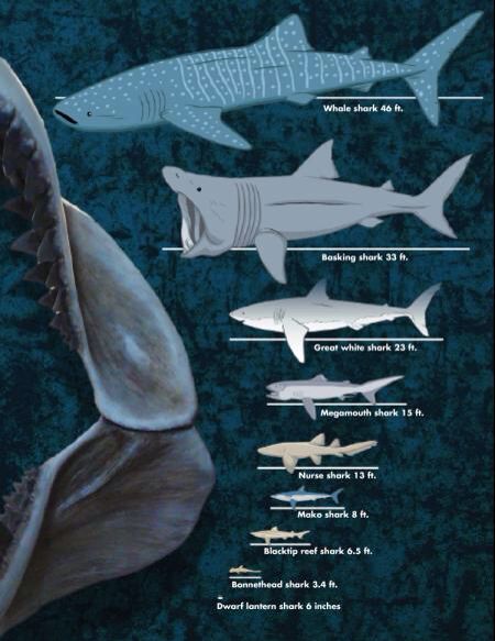 Average shark sizes whale shark basking shark great white shark Lantern Shark, Megamouth Shark, Basking Shark, Types Of Sharks, Shark Facts, Species Of Sharks, Marine Creatures, Big Shark, Nurse Shark