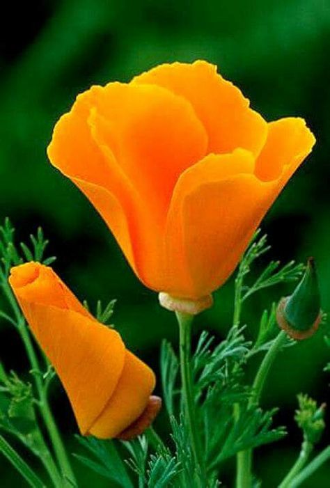 Golden Poppy. California's state flower. Eschscholzia Californica, Poppy Fields, Fleur Orange, California Poppy, Black Eyed Susan, Perfect Garden, Flowers Garden, Flower Beauty, Beautiful Blooms