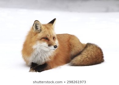 Small Fox Tattoo, Fox In The Snow, Fox Photo, Fox Tattoo, Day Photography, Quiet Moments, Red Fox, Animals Images, Photo Reference