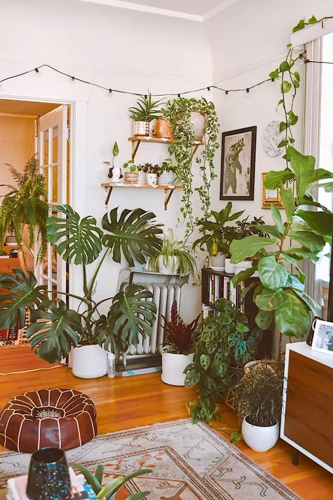 The 5 Heartbreaking Reasons Plant Lovers Give Up on Their Collection Green Apartment, Apartment Plants, Ficus Elastica, Plant Decor Indoor, Indoor Jungle, Office Plants, Plant Aesthetic, House Plants Decor, Boho Room