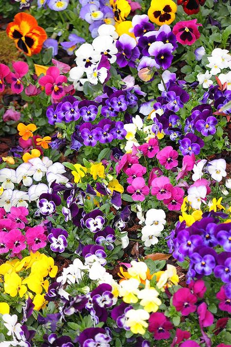 Viola tricolor, or pansies, come in an amazing array of colors. Whether you're looking for pastels or bolder hues to add to your garden, read more to learn why this is the plant for you: https://gardenerspath.com/plants/flowers/grow-pansies/ Violas Flowers, February Flowers, Winter Pansies, Viola Tricolor, Viola Flower, Flowers Winter, Garden Nails, Wallpaper Flower, Flower Meanings