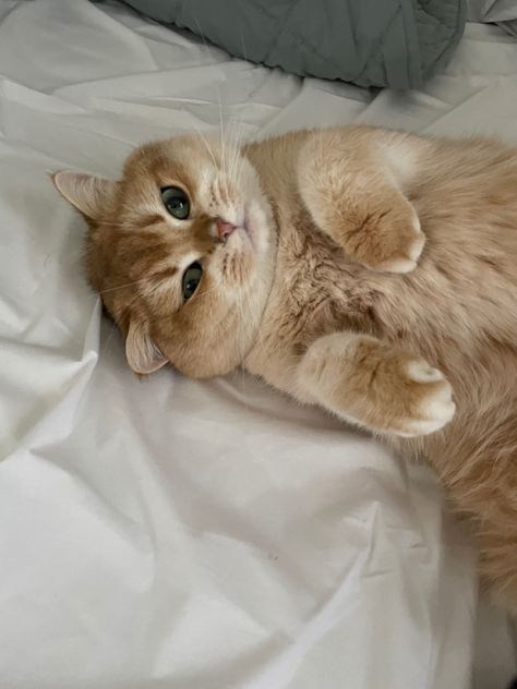 British Shorthair Cats Orange, Golden British Shorthair Kitten, British Shorthair Cats Aesthetic, British Shorthair Cats Golden, Golden British Shorthair, Adorable Kittens Funny, British Cat, British Shorthair Kittens, British Short Hair