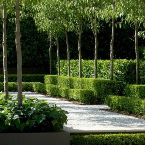 Kristina A. Cook on Instagram: ". . #IHaveThisThingWithHedges . The very talented Peter Fudge has created a soothing and visually relaxing garden by using strong geometric forms, clean lines, restraint and repetition. . Hedges are planted in layers around the perimeter of the garden in descending heights, and then repeated under it's horizontal plains; an appealing and soothing effect. The juxtaposition of textures and colours between the box-covered risers and stone treads is both simple and elegant. Super Fudge! . . . . . . . Source/Credit/Image:  peterfudgegardens.com.au, jasonbusch.com, @peter_fudge @jasonbuschphotographer .  #HealingGardens  #GardensforPTSD #GardensforMilitaryHeroes #PeterFudge #boxwood  #hedges #savoygardens #savoyhomesandgardens" Peter Fudge, Boxwood Hedges, Relaxing Garden, Box Hedging, Garden Hedges, Garden On A Hill, Formal Garden, Geometric Forms, Geometric Form