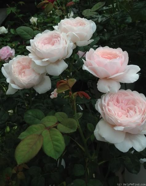 David Austin Queen Of Sweden, Rose Queen Of Sweden, Error Photo, Queen Of Sweden Rose, Queen Of Sweden, Coming Up Roses, Rose Photo, David Austin Roses, David Austin