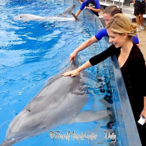 « Scrolled down my page and found this! God I'm excited to be so close to 10k... #sarahmichellegellar #dolphin #10k » Marine Biology Jobs, Dolphin Habitat, Dolphin Trainer, San Diego Bucket List, Dolphin Tale, Seaworld San Diego, Bottlenose Dolphin, Beluga Whale, A Dolphin