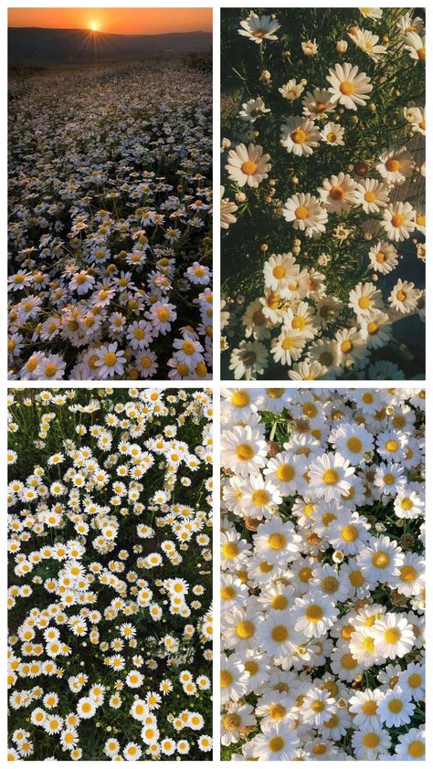 Collage of flowers. Free printable. Lana Del Rey Wallpaper Aesthetic, Fairycore Aesthetic Wallpaper, Lana Del Rey Wallpaper, Fairycore Aesthetic, Flower Collage, Flower Printable, Red Background, Wallpaper Aesthetic, Daisy Flower