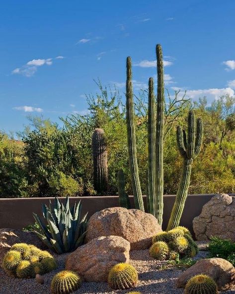 Desert Landscaping Backyard, Desert Landscape Design, Cactus Garden Landscaping, Desert Backyard, Arizona Backyard, Low Water Gardening, Arizona Landscape, Desert Design, Dry Garden