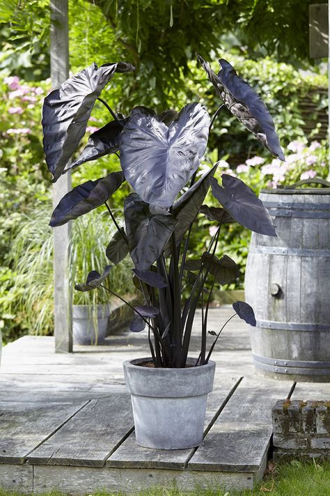 Black Coral Elephant Ear, Black Elephant Ears, Elephant Ear Bulbs, Colocasia Esculenta, American Meadows, Elephant Ear Plant, Home Garden Plants, Black Coral, Elephant Ears