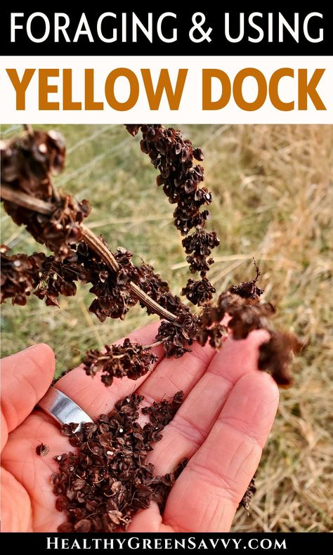 Ever foraged yellow dock (aka curly dock)? This useful wild plant can has edible leaves, stalks, and seeds as well as a medicinally-useful root. Find out more about identifying, harvesting, and using yellow dock. | medicinal plants | foraging guide |  edible wild plants | Yellowdock Root Benefits, Yellow Dock Benefits, Yellow Dock, Medicinal Herbs Remedies, Medicinal Weeds, Medicinal Wild Plants, Diy Herbal Remedies, Herbal Education, Medical Herbs