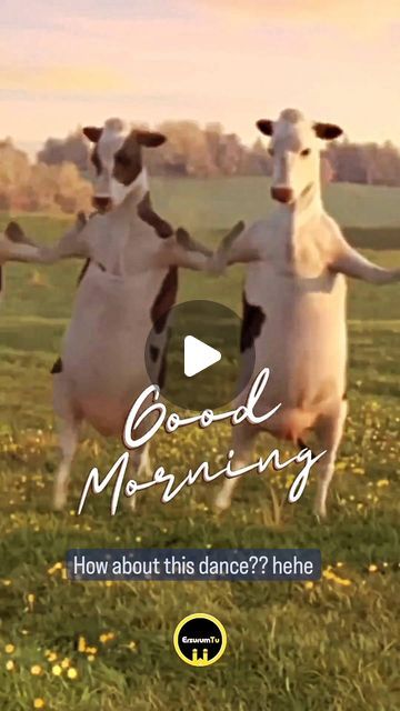 Heidi Ann DeVito on Instagram: "DANCING COWS... what a great way to start the day!! 🌄 🐄🐄🐄🐄 @dianadeborah16 #goodmorning #cows #cowsofinstagram #cowstagram #lol #cowsmakemehappy #cowsofig #dance #cowsmilkisforbabycows #cow #silly #dancingcows #dancers #dancing" Cow Dancing, Funny Cow Pictures, Cows Funny Cartoon, Fair Cake, Dancing Animals, Cow Pictures, Dear Sister, Sisters Funny, Cows Funny