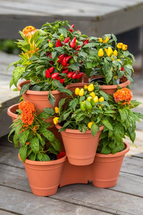 Grow more blooms in stackable planters🌼 Dollar Tree Stackable Planters Ideas, Dollar Tree Garden, Stackable Planters, Flower Pot Ideas, Tree Garden, Terra Cotta Pots, Harbor Freight, Pot Ideas, Garden Trees