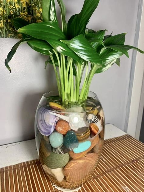 Water Plants Indoor, Plants Grown In Water, نباتات منزلية, Plant Care Houseplant, Inside Plants, Bedroom Crafts, Growing Plants Indoors, Owl Crafts, Plant Decor Indoor