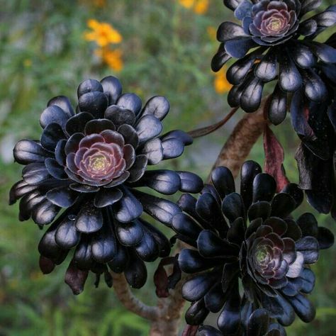 Aeonium Black Rose Black Succulents, Goth Garden, Succulent Soil, Black Garden, Soil Layers, Peonies Garden, Dandelion Flower, Hens And Chicks, Beautiful Flowers Wallpapers