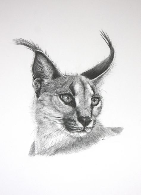 Caracal, an African cat of great beauty Caracal Cat Tattoo, Caracal Cat Drawing, Caracal Drawing, Egyptian Drawings, Realistic Animal Drawings, Bad Drawings, Cats Art Drawing, Pencil Drawings Of Animals, Elephant Drawing