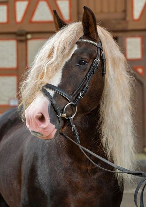 Dark Chestnut Horse, Draft Horse Breeds, Schleich Diy, Suffolk Punch, Horse Drawing Reference, 3 Horses, Forest Light, Draft Horse, Horse Colors