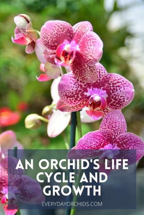 Pruning Orchids, Orchid Diseases, Indoor Orchids, Orchid Plant Care, Orchid Leaves, Garden Nook, Types Of Orchids, Growing Orchids, Orchid Care