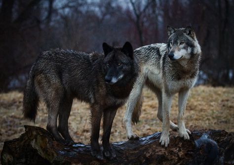 Wolves on a Log Wolfdog Aesthetic, Wolves Photography, 2 Wolves, Wolf Poses, Impossible Pie, Wolf Designs, Wolves And Women, Two Wolves, Fox Dog