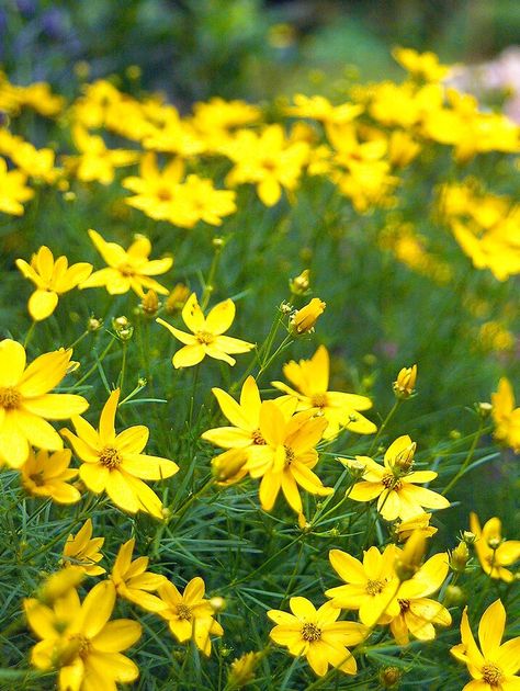 Coreopsis Moonbeam, Butterfly Garden Plants, Long Blooming Perennials, Best Perennials, Shade Perennials, Clay Soil, Hardy Perennials, Have Inspiration, Fragrant Flowers