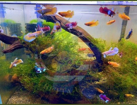 Betta Sorority Tanks, Betta Sorority, Indoor Pond, Koi Betta, Fish Pond Gardens, Fish Tank Stand, Aquascape Design, Fish Tank Design, Guppy Fish