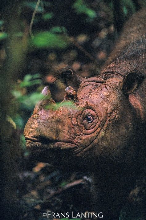 000342-01 | Frans Lanting Studio Sumatran Rhinoceros, Frans Lanting, Tropical Forest, Mammals