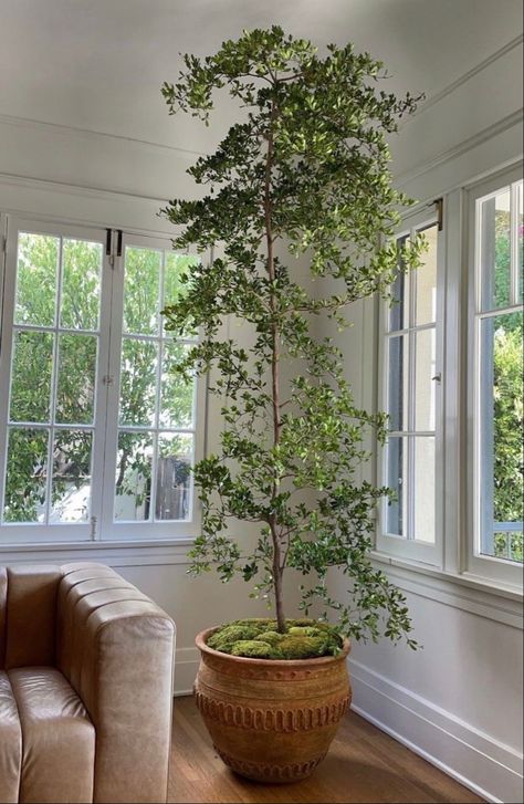 Shady Lady Black Olive Tree, Shady Lady Tree Indoor, Shady Lady Tree, Indoor Tree Plants, Colonial Home Interior, Black Olive Tree, Stockholm Apartment, Indoor Tree, Indoor Trees