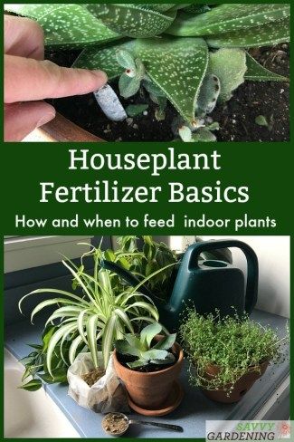 Houseplant Fertilizer, Interior Gardens, Gardening Inside, Houseplants Decor, Plants Care, Houseplant Care, Small Indoor Plants, Plant Watering, Household Plants