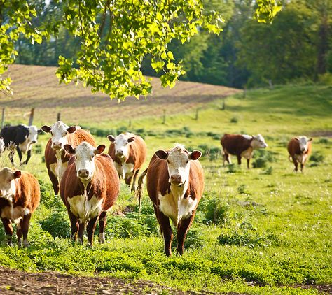 Photo Farm, Hereford Cows, Beef Cow, Hereford Cattle, Cow Pictures, Farm Cow, Cattle Farming, Cow Calf, Ranch Life