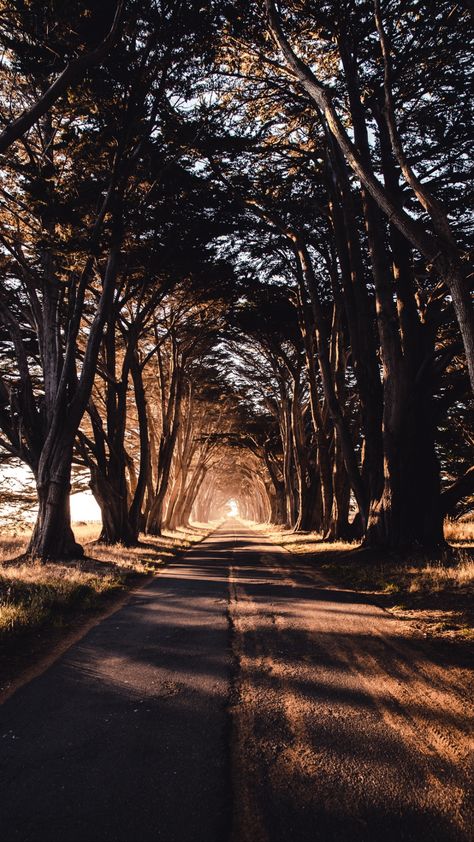 Ground Wallpaper, Nature Road, Wallpapers Hd 4k, Tree Tunnel, Point Reyes National Seashore, Fotografi Urban, Best Nature Wallpapers, Natural Photography, Hd Nature Wallpapers