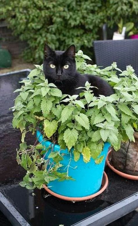 Cat Plants, Cat Garden, A Black Cat, Cat Box, Cat Aesthetic, Cats Meow, Pretty Cats, Beautiful Cats, Crazy Cats