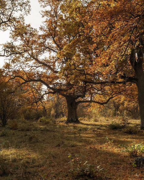 Yesterday was a beautiful autumn day. Sun, intense colors and perfect temperature. We went for a walk in my old neighborhoods. Were I grew up I used to live next to a big nature reserve called Bondberget. It’s filled with large old oak trees and I love walking through it. // #oak #jönköping #björnceder #studiobjornceder #studiobjörnceder Big Tree Aesthetic, Oak Tree Aesthetic, Oak Aesthetic, Ghost Pfp, Big Oak Tree, Tree Aesthetic, Native Gardens, Old Oak Tree, Oak Trees