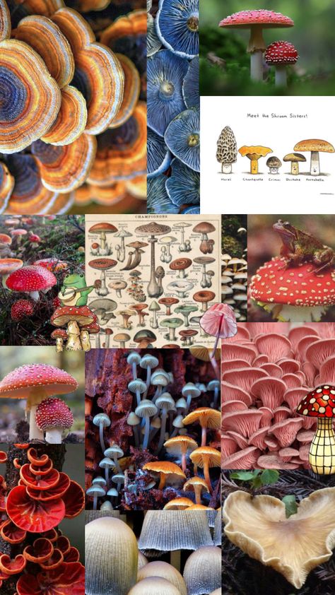 Mushrooms Astethic, Mushroom Estetic, Mushroom Moodboard, Mushroom Moodboard Aesthetic, Mushroom Kingdom Aesthetic, Fungi Aesthetic, Mushroomcore Aesthetic, Fungi Pictures, Mushroom Inspiration