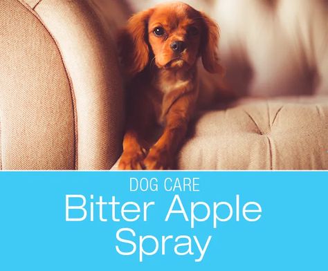 Does Bitter Apple Spray Work: Is it Safe and Effective? Diy Bitter Apple Spray Homemade Dog, Puppy Proofing, Bad Taste, Homemade Dog, Dog Health, Interesting Articles, Dog Care, Bitter, For Dogs