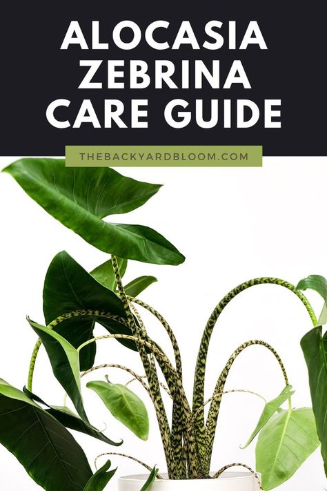 How To Care For an Alocasia Zebrina Zebrina Plant, Alocasia Zebrina, House Plants Indoor, How To Take, Indoor Plants, Take Care, House Plants, Plant Leaves, Need To Know