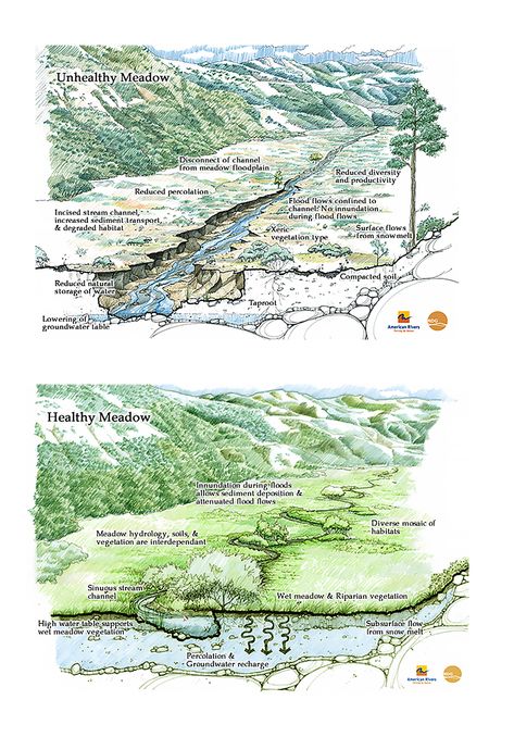 Two illustrations show an unhealthy meadow, before restoration, then a healthy meadow after restoration. Author unknown. Source: https://www.americanrivers.org/threats-solutions/restoring-damaged-rivers/mountains-meadows/ Riverine Landscape, Eco Infographic, Conservation Illustration, Creek Restoration, Stream Restoration, River Restoration, Landscape Plane, Prehistoric Landscape, Environmental Architecture