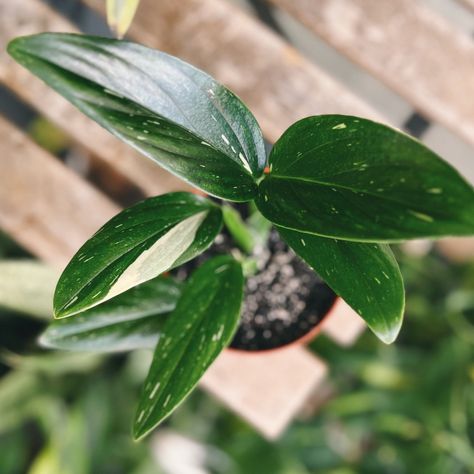 Monstera Standleyana Albo | WILD VINE COMPANY Monstera Standleyana Albo, Monstera Standleyana, Rare Plants, Vines, Nursery, Plants