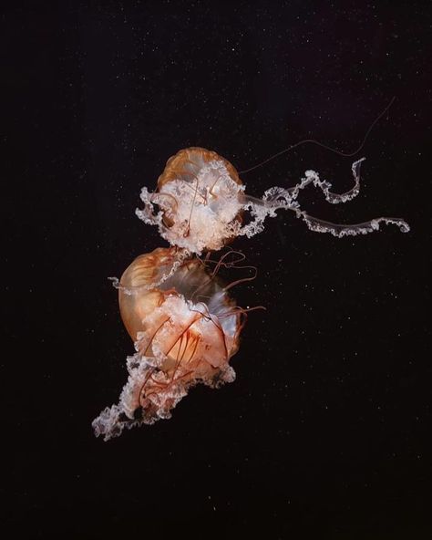 A mesmerizing jellyfish drifting gracefully through the ocean, a true wonder of the deep sea🪼 📸: @walker.photography24 #Jellyfish #OceanLife #UnderwaterWorld Underwater World, Ocean Life, Deep Sea, The Deep, Jellyfish, The Ocean, Wonder