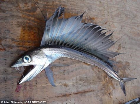 An extremely rare lancet fish...x Creepy Fish, Scary Fish, Fish Fin, Rare Fish, North Carolina Beaches, Salt Water Fish, Deep Sea Creatures, Cool Fish, Nags Head