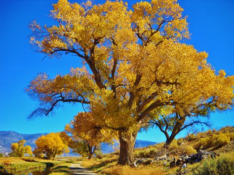 Cottonwood tree in the Fall. Aspen Landscaping, Tree Reference, Painting Snowman, Cottonwood Tree, Plains Landscape, Life Drawing Reference, Sycamore Tree, Fall Tree, Landscape Photography Nature