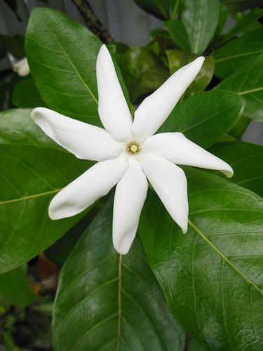 Tahitian Gardenia | Photographed in Honolulu, Hawaii. | Hawai'i Naturalist | Flickr Tahitian Gardenia, Balinese Garden, Gardenia Flower, Hawaii Flowers, Hawaiian Flowers, Honolulu Hawaii, Print Designs Inspiration, Inspiration Ideas, Honolulu