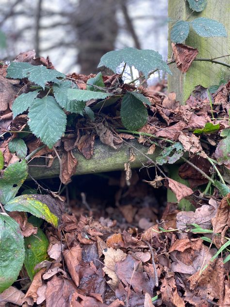 Leaf litter is the perfect snuggly home for a hibernating hedgehog. Leaf Litter, Hedgehog Care Tips, Hedgehog Bonding, Hedge Hogs, Hedgehog Habitat, Hedgehog Dilemma, Hedgehog House, Art Photography, Plants