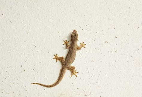 Lizards are one of the most common unwelcome reptiles that are found inside houses. Over time, people have tried various ways to keep these pests out of their homes. Here are some that may come in handy for you if you’re looking at a lizard-free home. How To Get Rid Of Lizards In The House, Get Rid Of Lizards, Home Lizard, What Is Fear, Life Reference, Ikan Air Tawar, Gila Monster, House Keeping, Komodo Dragon