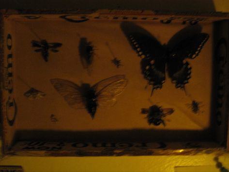 Pinned Bugs Aesthetic, Dark Bug Aesthetic, Bug Collector Aesthetic, Cicada Aesthetic, Vulture Aesthetic, Vulture Culture Aesthetic, Wasp Aesthetic, Entomology Aesthetic, Pinned Butterfly