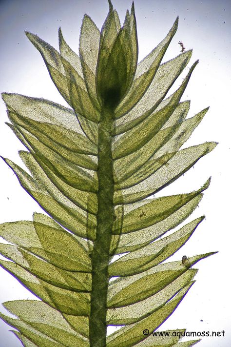 Moss Under Microscope, Moss Microscope, Moss Christmas, Future Nature, Java Moss, Tech Art, Textile Texture, The Peacock, Aquatic Plants