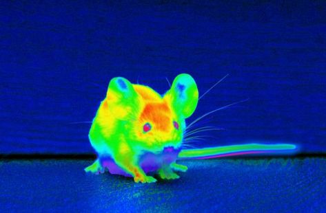 An example of an infrared image of a mouse. X Ray Vision, Visible Spectrum, Simple Eye, Vision Problems, Small Study, Galaxies Stars, Visible Light, Future Technology, X Ray