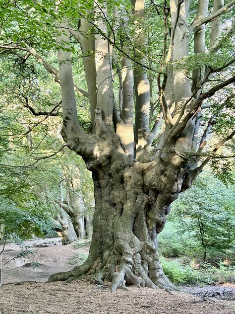 Epping Forest fabulous trees Epping Forest, Trees, Forest, Quick Saves