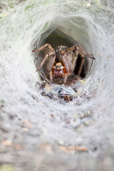 Labyrinth spider {Agelena labyrinthica} waiting in funnel web for prey. Nordtirol, Tirol, Austrian Alps, Austria, 1700 metres altitude, July. Alps Austria, Arachnids Spiders, Spider Species, Real Spiders, Spider Costume, Austrian Alps, Spider Art, Beautiful Bugs, Arthropods